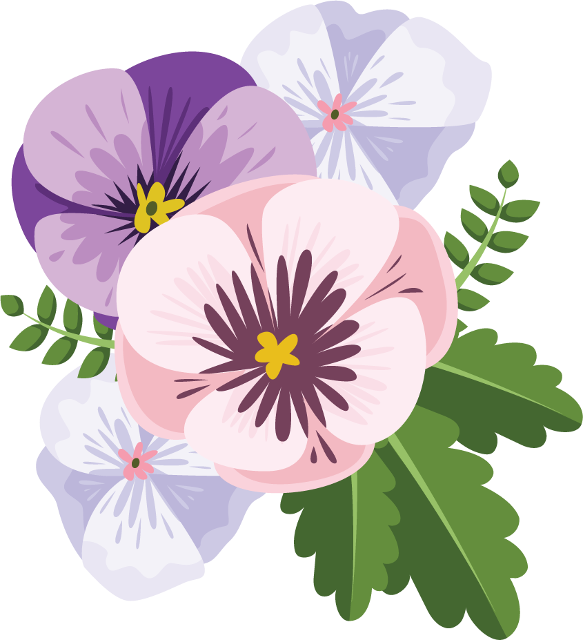 Illustration of colorful pansy flowers bouquet