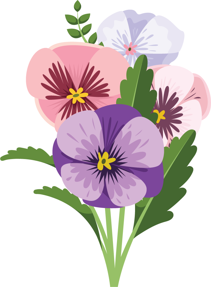 Illustration of colorful pansy flowers bouquet