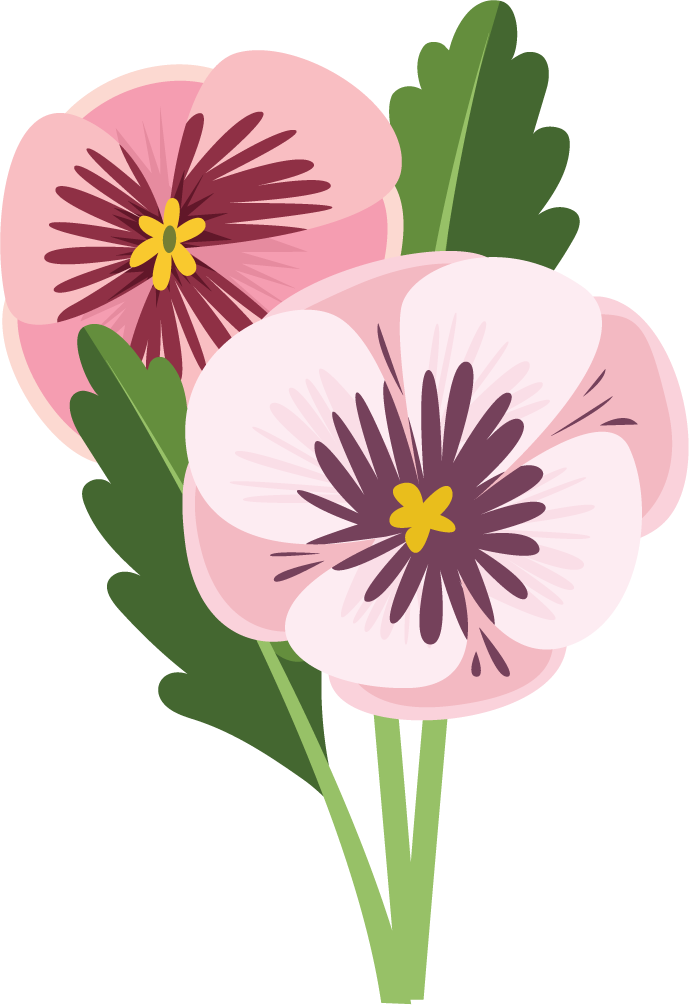 Illustration of colorful pansy flowers bouquet