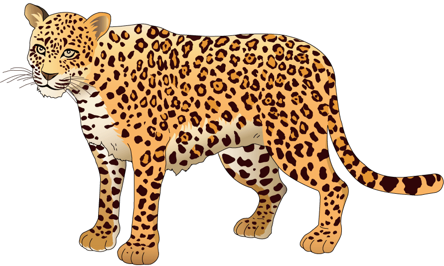 panther animal models and silhouette vector