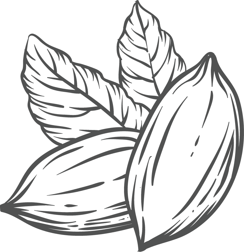 pecan hand drawn illustration of pecan nuts and leaves for nature-inspired projects