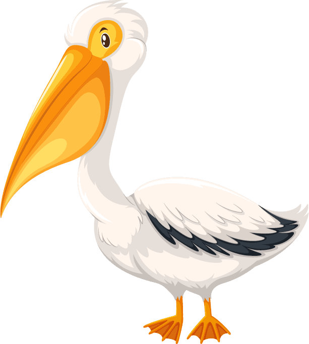 pelican set diffrent birds cartoon style isolated white background