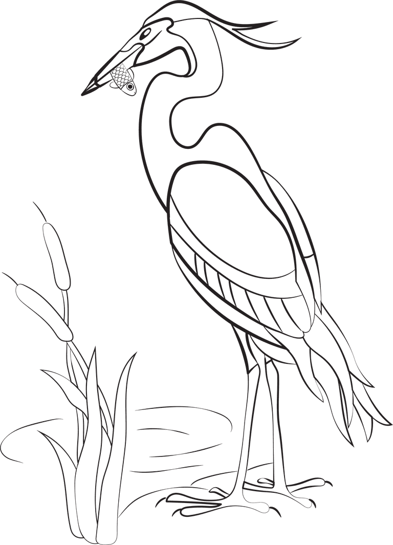 pencil drawing bird birds species black white handdrawn sketch