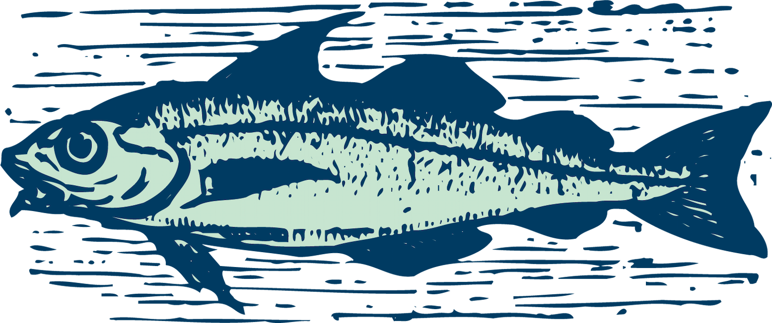 pencil drawn fish poultry animals vector