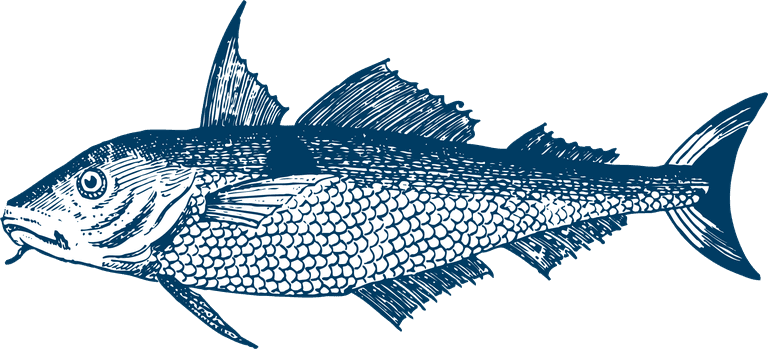 pencil drawn fish poultry animals vector