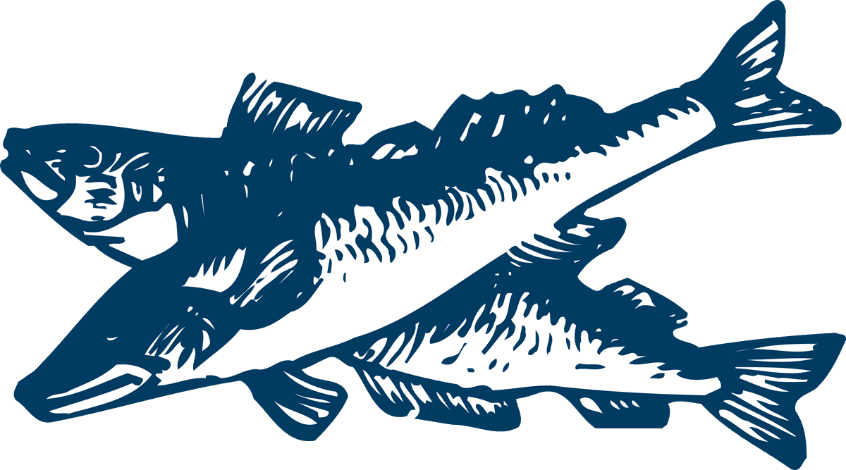 pencil drawn fish poultry animals vector