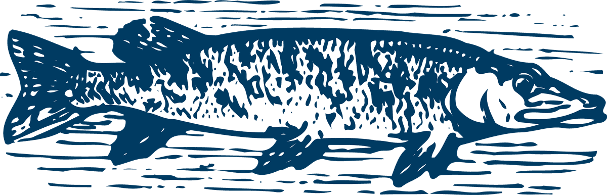 pencil drawn fish poultry animals vector