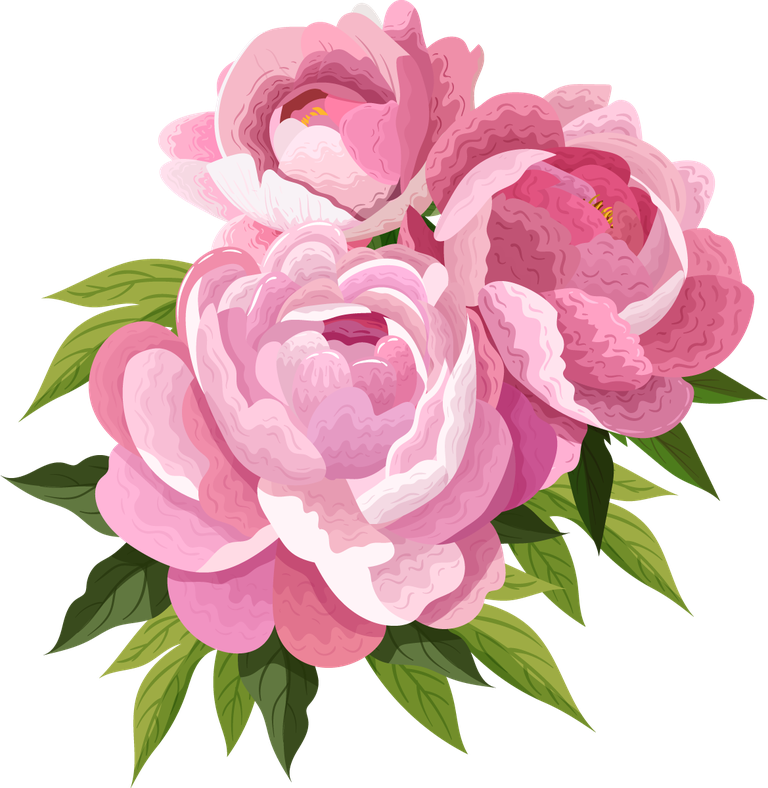 peonies petals icons pink blooming for floral arrangements and spring decorations