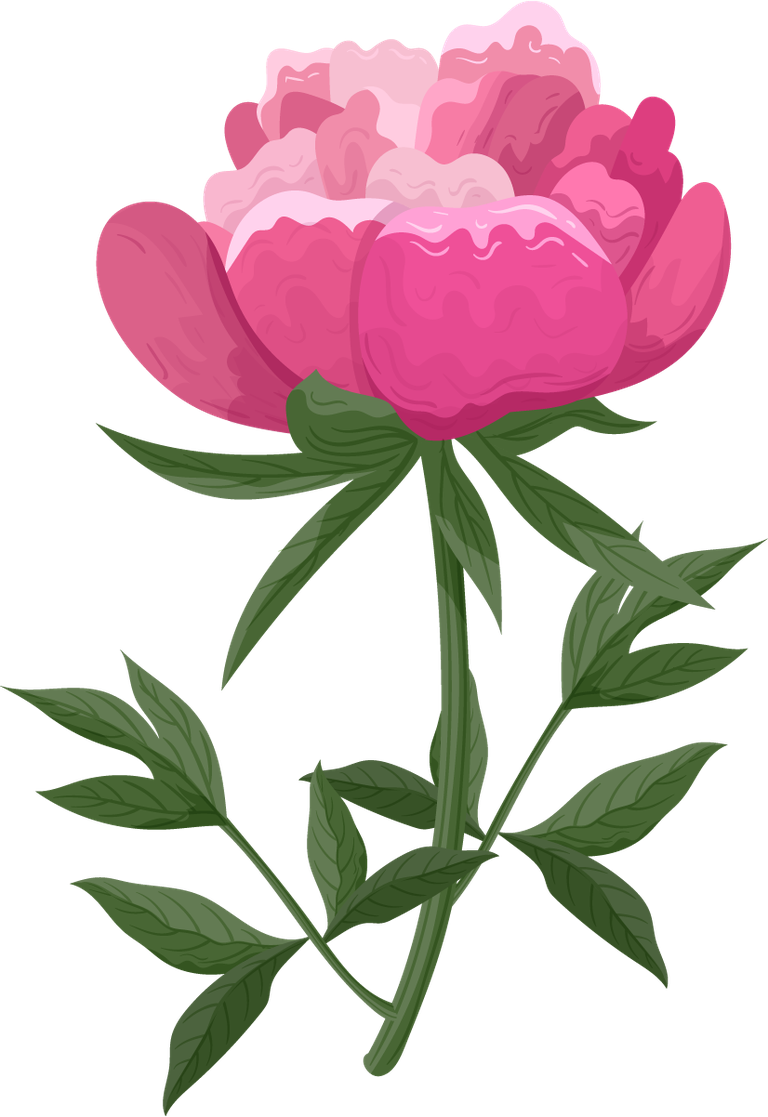 peonies petals icons pink blooming 