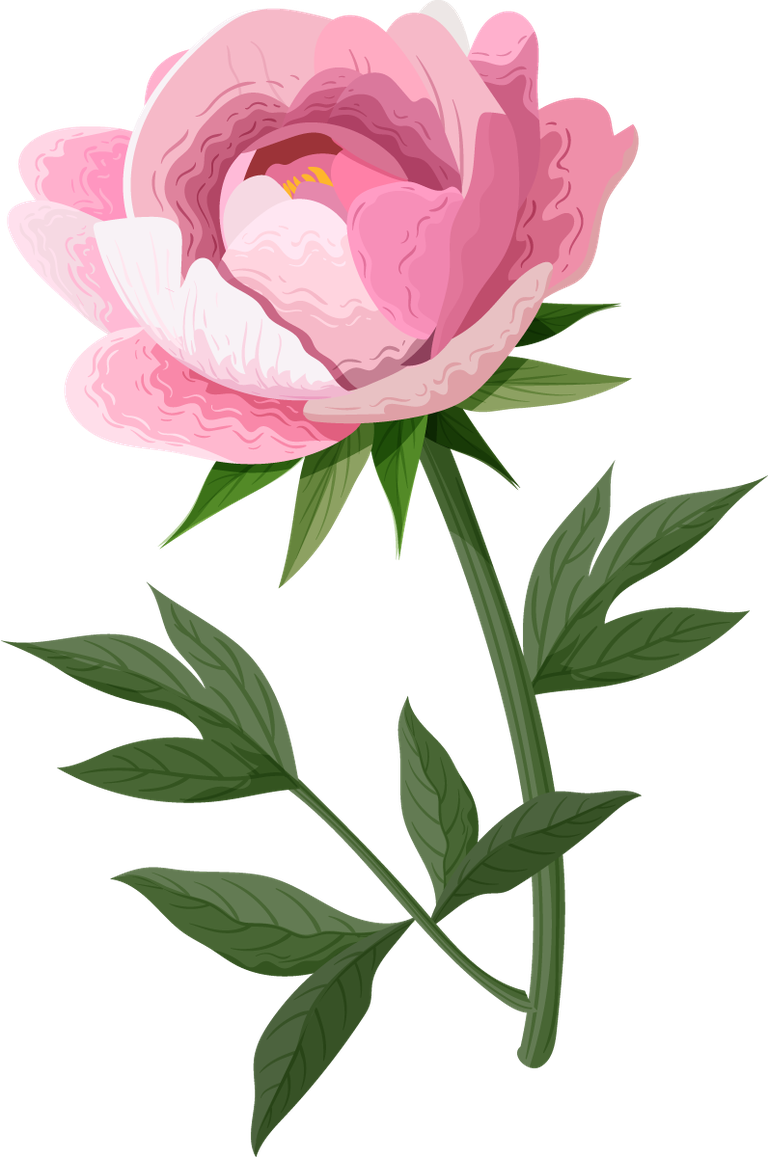 peonies petals icons pink blooming 