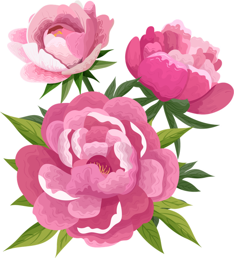 peonies petals icons pink blooming 