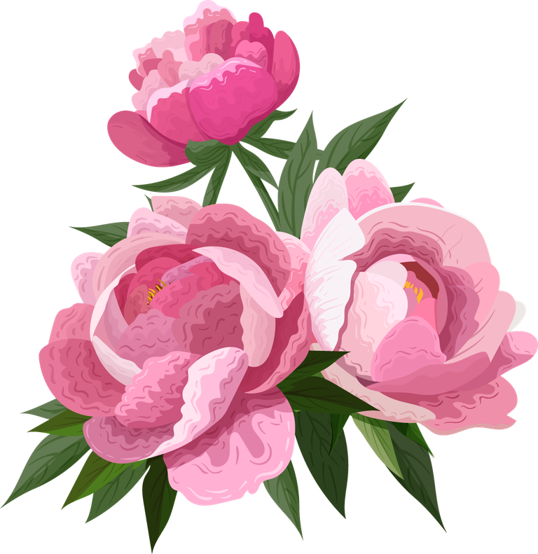 peonies petals icons pink blooming for floral arrangements and decorations