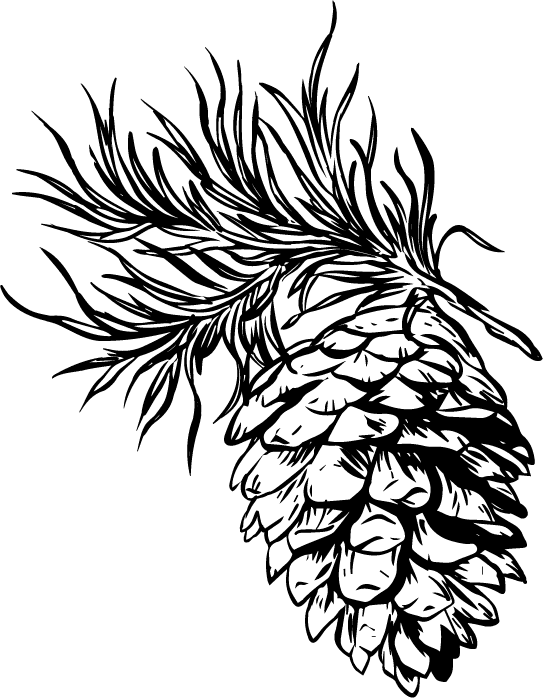 pine cone icons black white classic handdrawn sketch