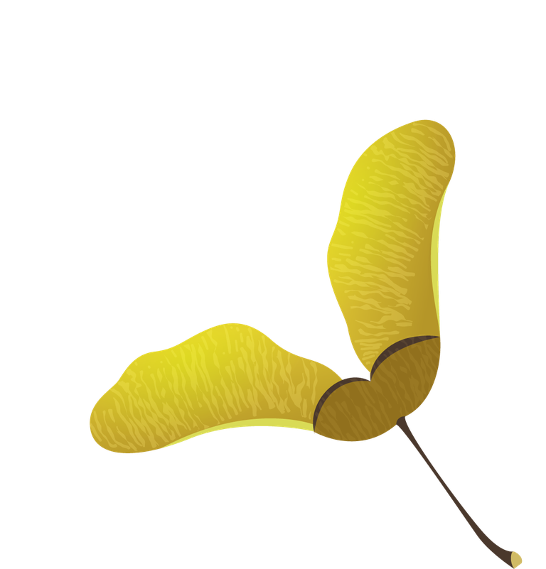 pine elements leaf seed flower sketch