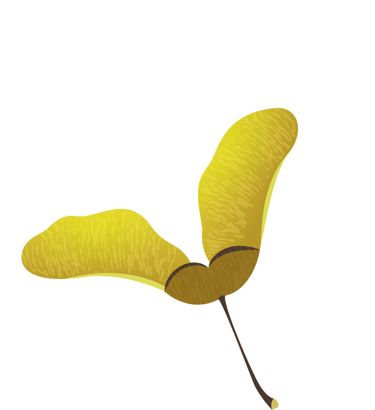 pine elements leaf seed flower sketch