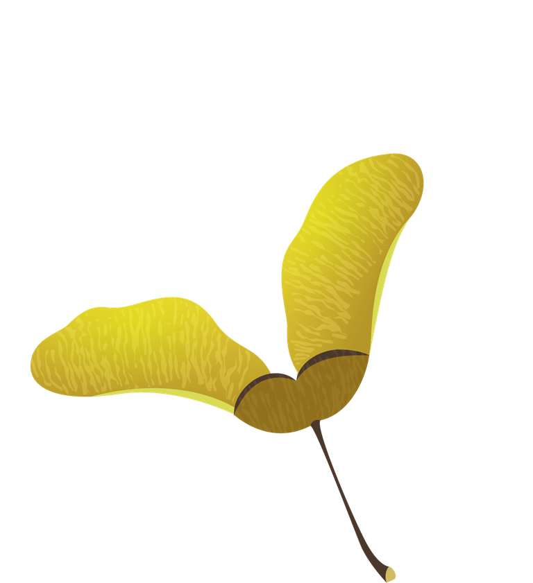 pine elements leaf seed flower sketch
