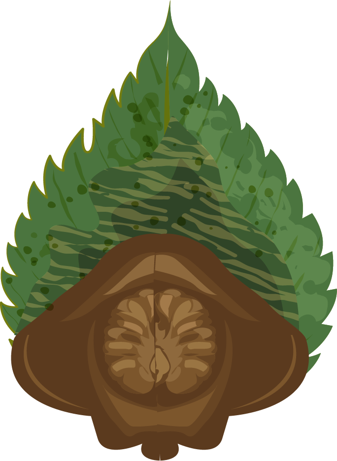 pine elements leaf seed flower sketch