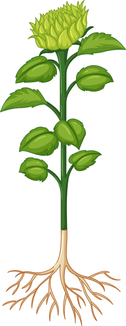 plant growth progress diagramv illustration