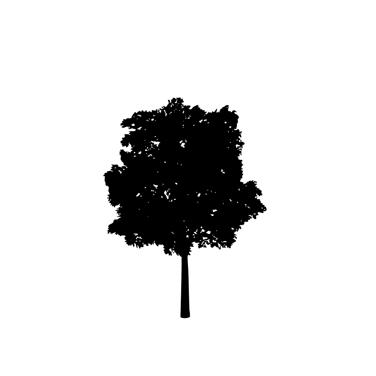 large foliage plant and tree silhouette