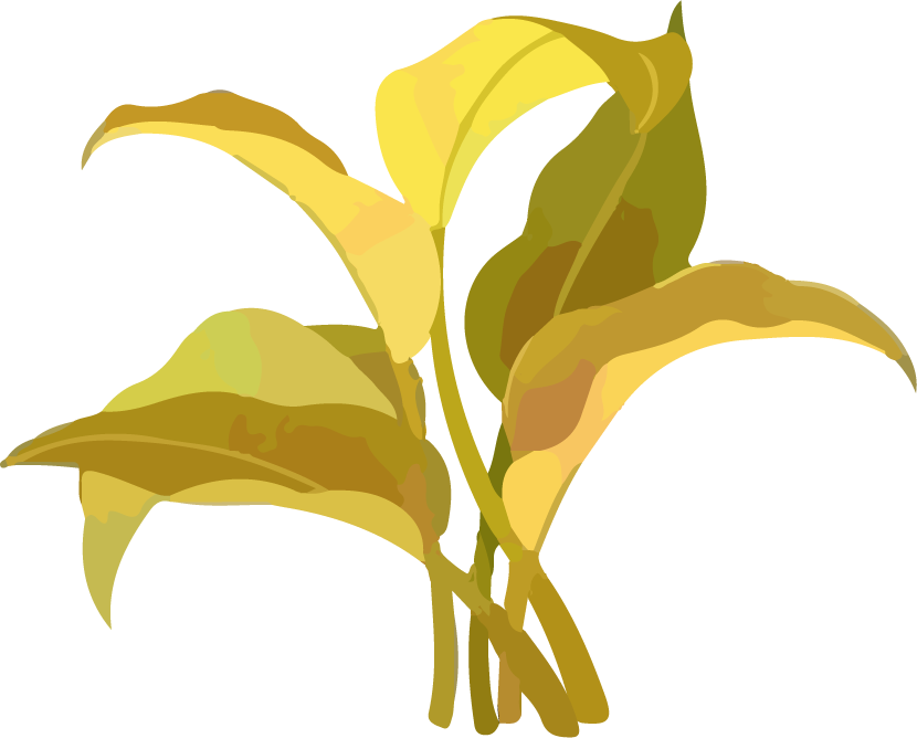 beautiful plant watercolor art cover for nature lovers and home decor enthusiasts