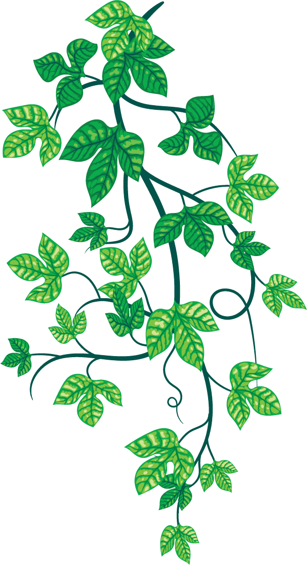 poison ivy plant great for medical poster greeting card invitation label decoration interior wallpaper