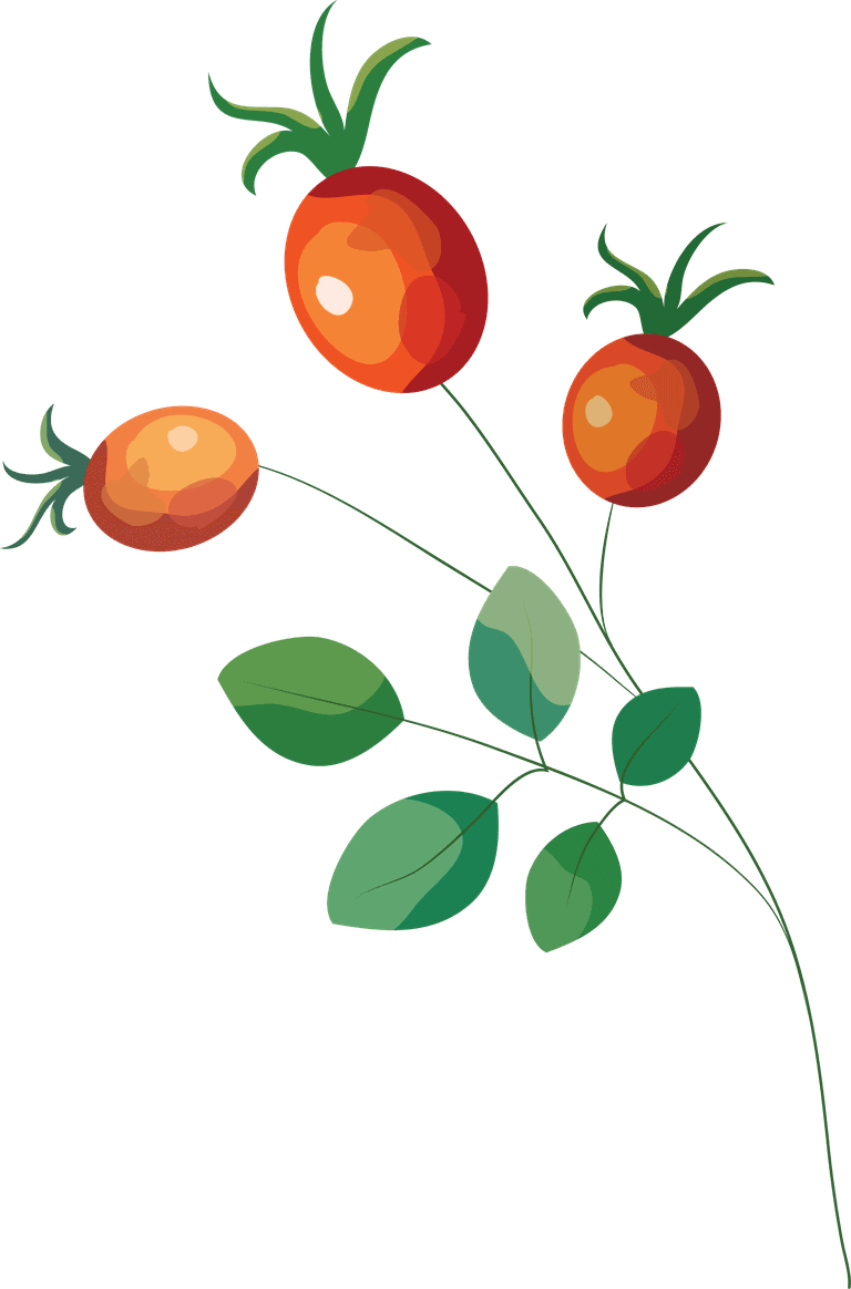 pomegranate autumn elements classical nature elements sketch