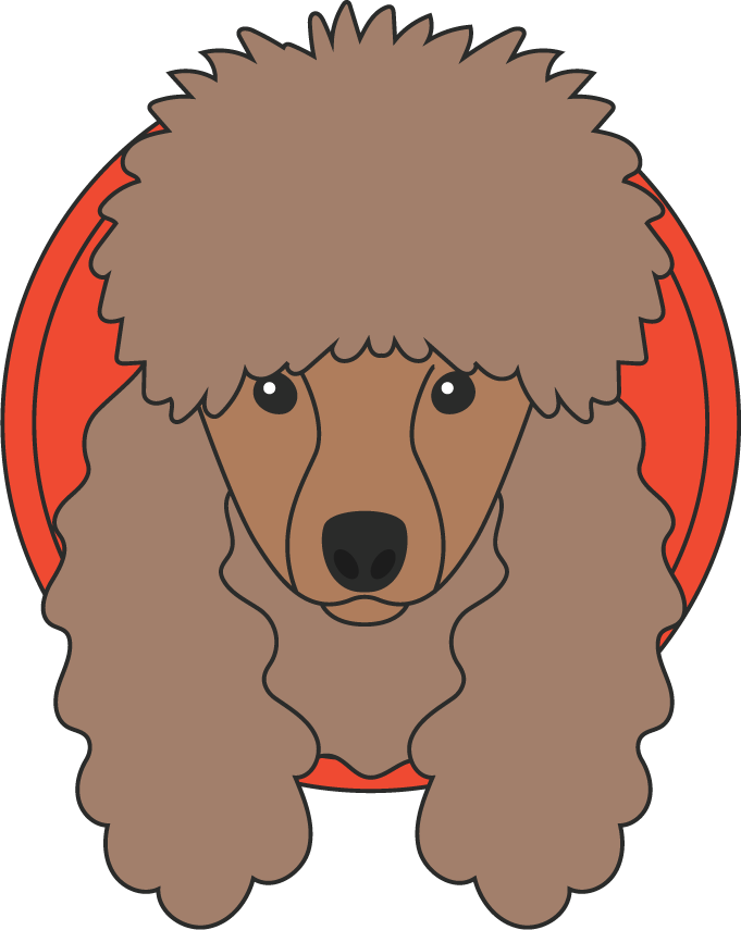 Poodle dog cute draw beautiful