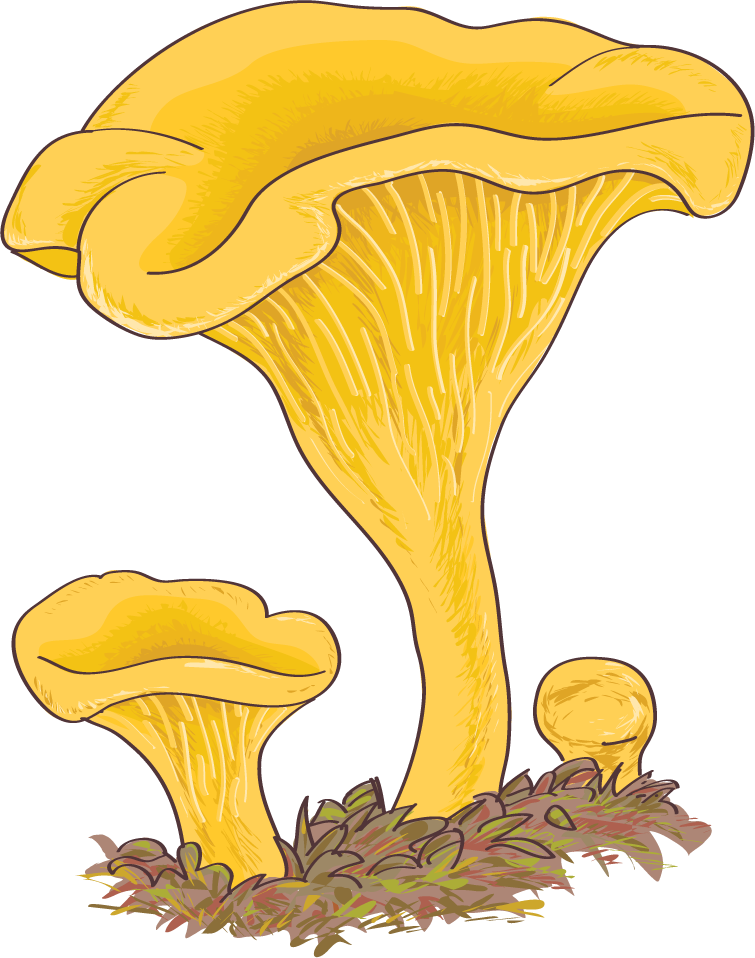 rare mushroom mushroom boletus edulis illustration with vibrant colors showcasing woodland beauty