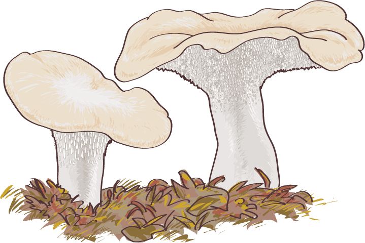 rare mushroom mushroom boletus edulis