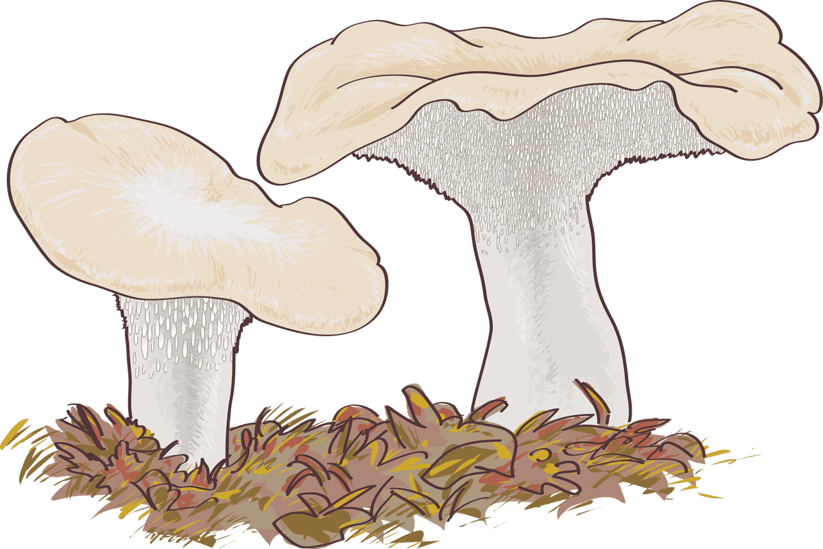 rare mushroom boletus edulis illustration ideal for nature enthusiasts and culinary artists