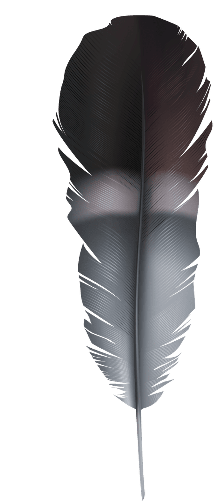 Detailed colorful realistic feather of different birds