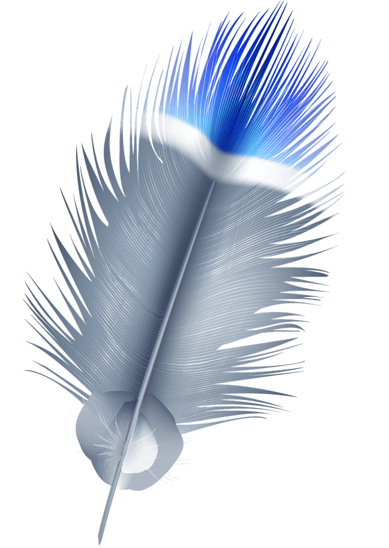 Detailed colorful realistic feather of different birds