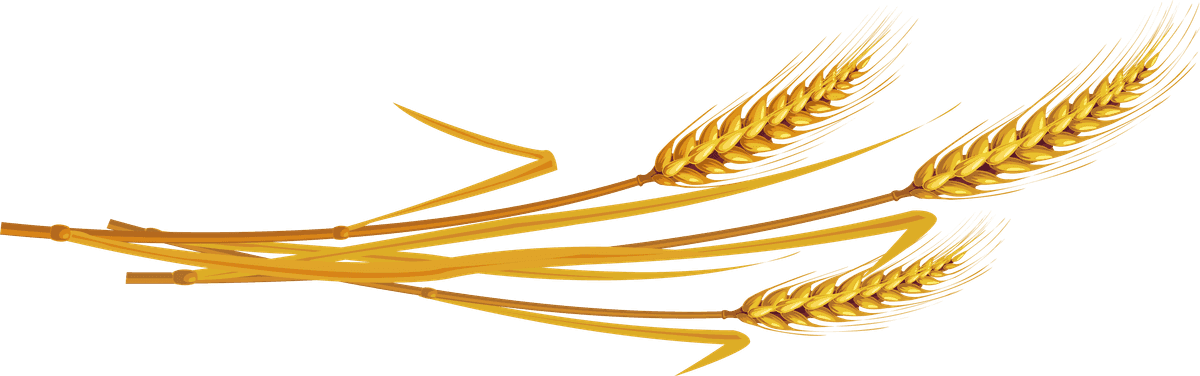 realistic food element illustration featuring golden wheat stalks for agricultural and culinary contexts