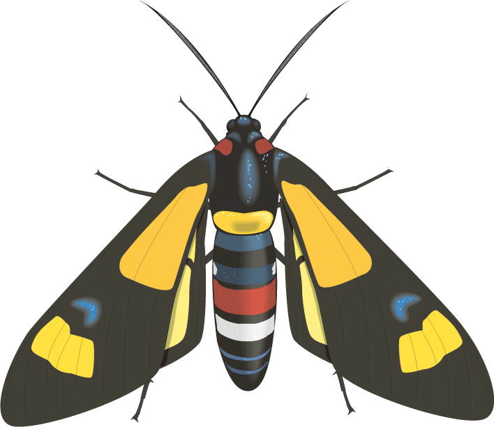 realistic lively insects illustration featuring a colorful moth for educational use
