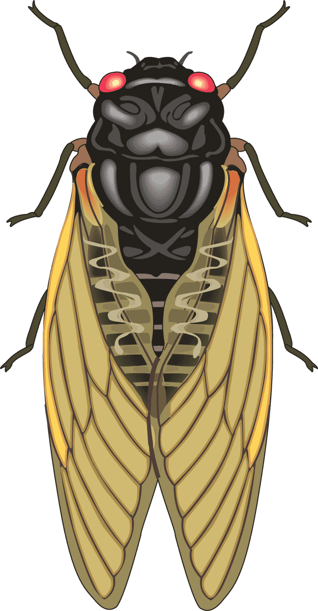 realistic lively insects illustration of a detailed cicada for nature enthusiasts and educational use