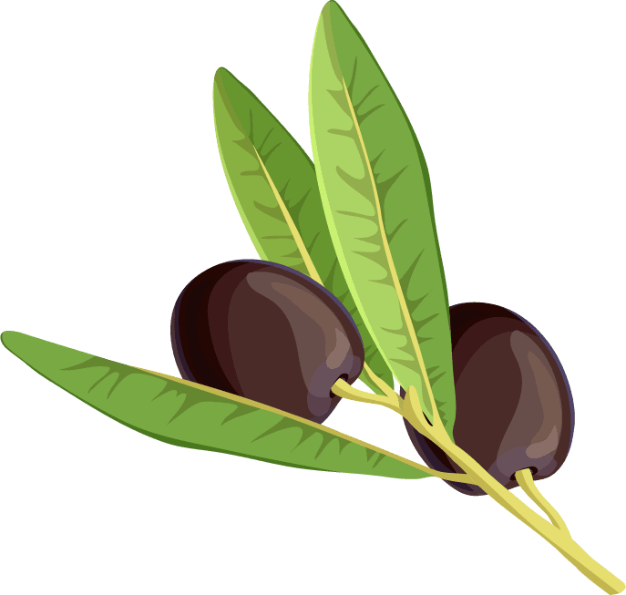 realistic olive branches leave fruit