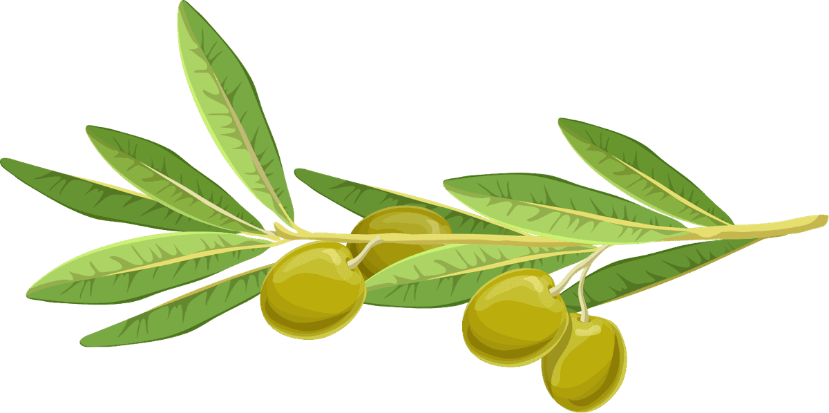 realistic olive branches leave fruit for elegant culinary and decorative uses