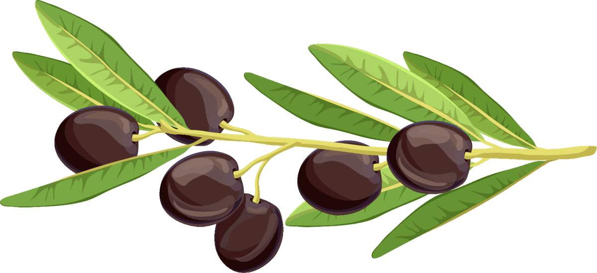 realistic olive branches leave fruit composition for culinary and decorative use