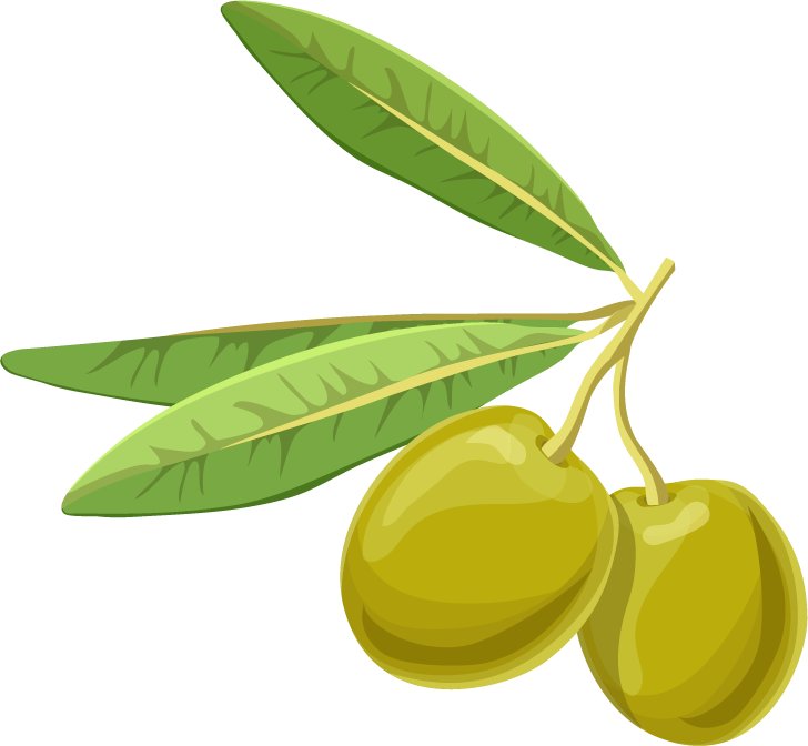 realistic olive branches leave fruit illustration for culinary and decorative uses