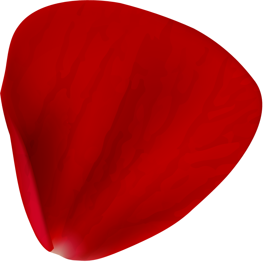 realistic rose petals isolated for floral arrangements and romantic decorations