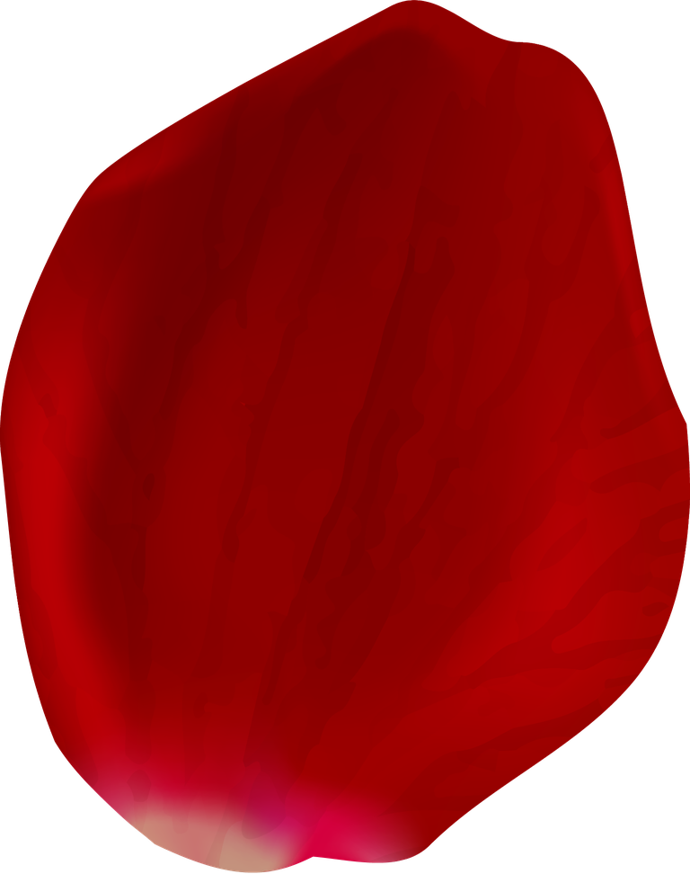 realistic rose petals isolated for creative floral arrangements and decorations
