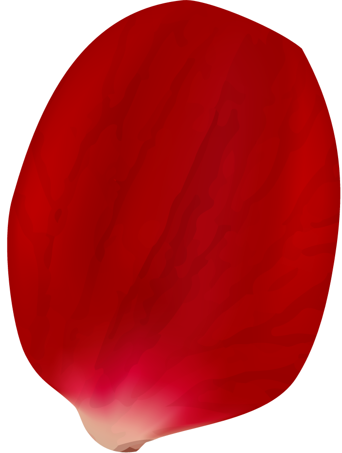 realistic rose petals isolated for floral arrangements and wedding decor ideas
