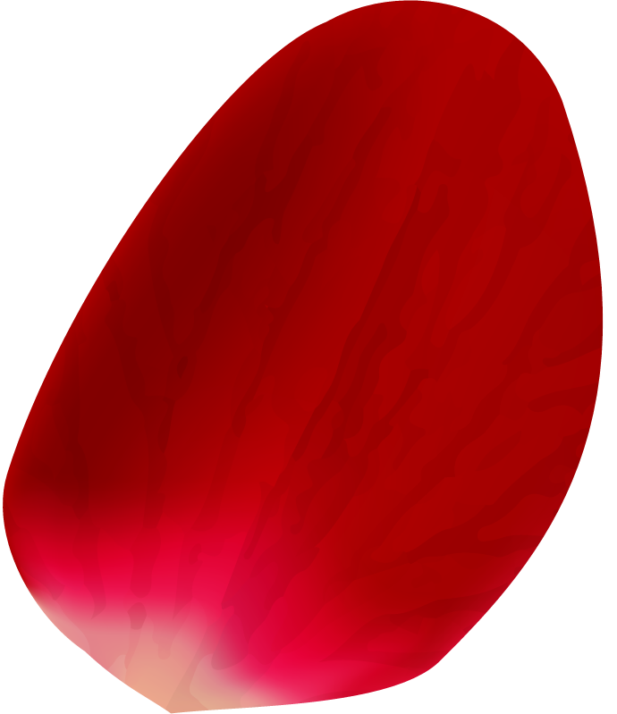 realistic rose petals isolated for wedding decorations and romantic themes