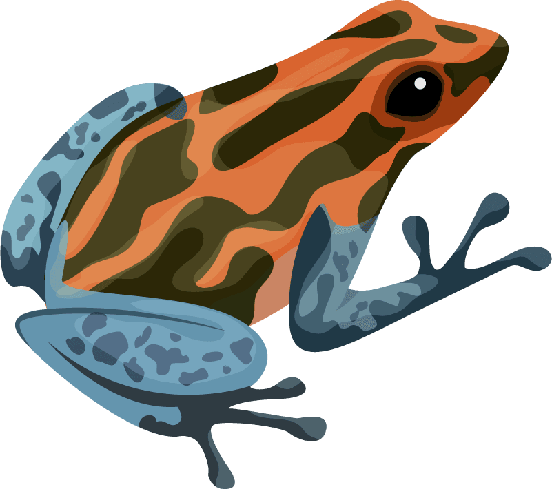 red backed poison frog animal education elements python frog iguana sketch