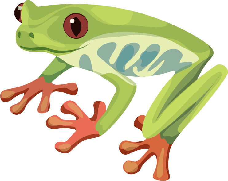 red eyed tree frog animal education elements python frog iguana sketch