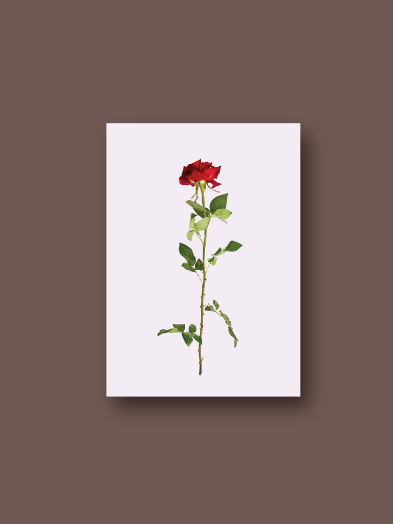 red roses isolated on white vector
