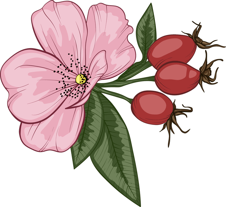 rosehip detailed essential oil herb pack