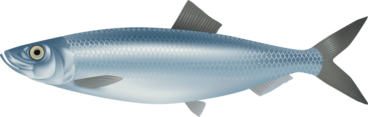 realistic sea fish marine fish vector illustration for educational and commercial purposes