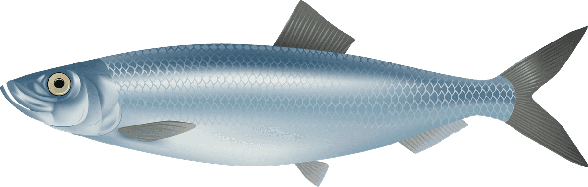 sea fish marine fish vector