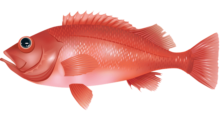 sea fish marine fish vector
